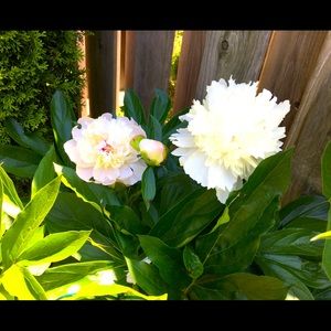 Meet your Posher, Meaka